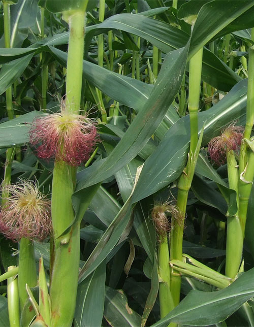 Frozen Corn on Cob