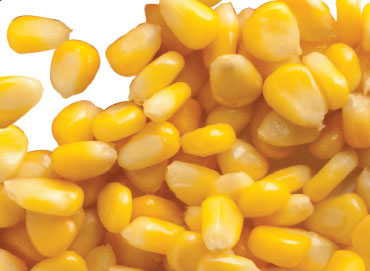 sweet corn