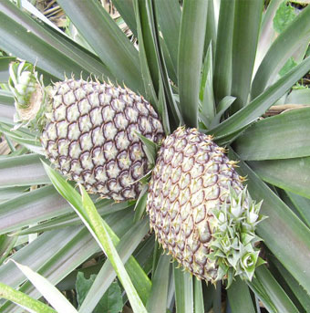 pineapple1